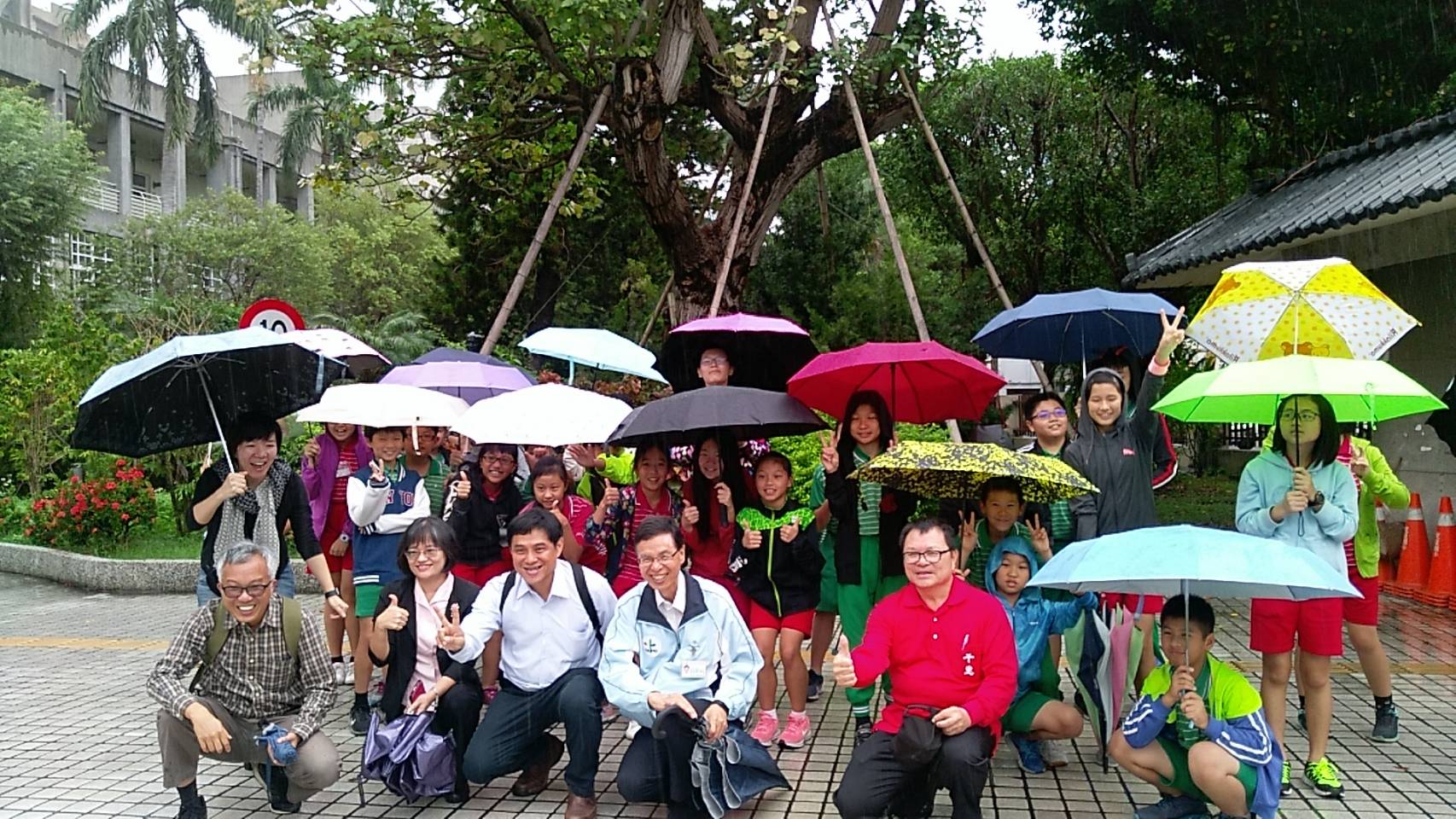 校園刺桐老樹防治與修復作業