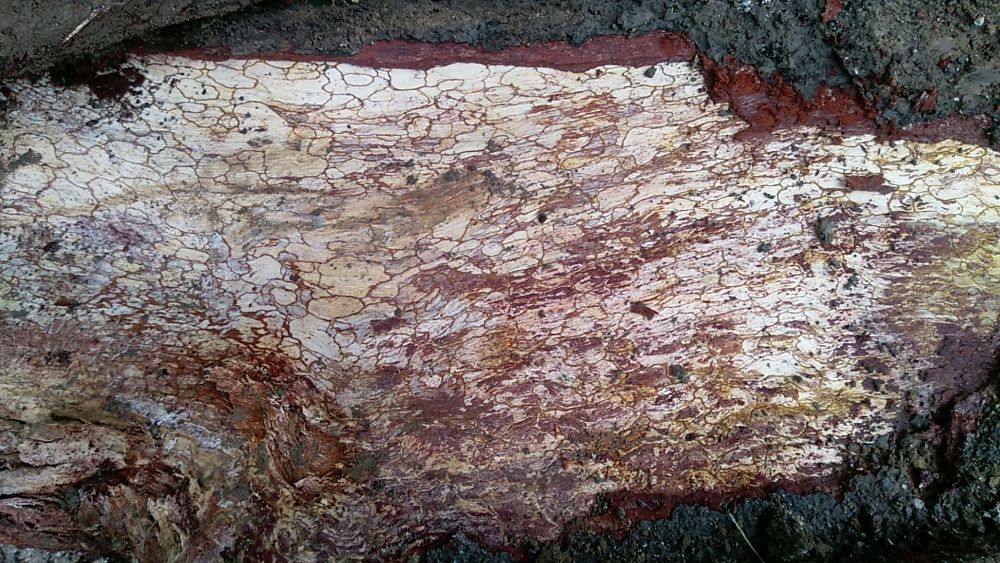 褐根病現場檢測與處理紀錄