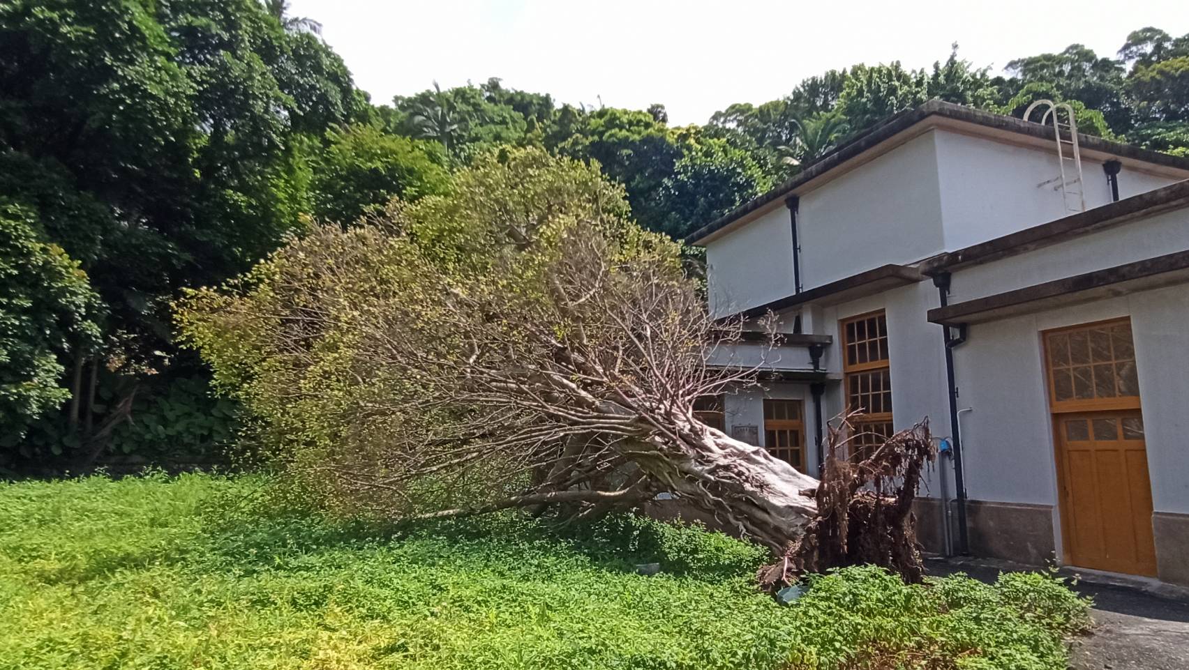 褐根病防治成果與樹木養護作業