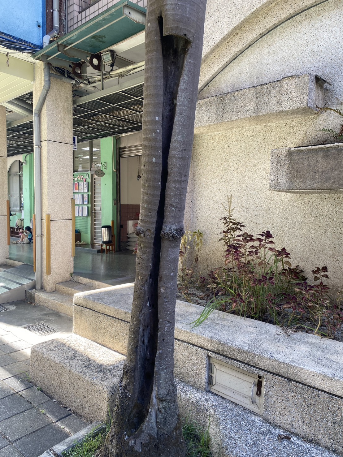 樹木風險徵兆與現場狀況照片1