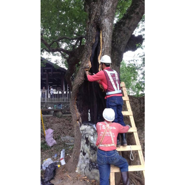 南投縣政府樹木外科