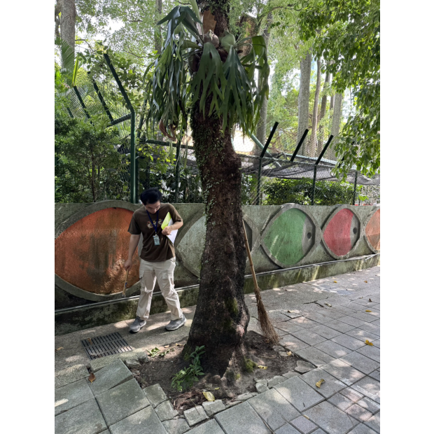 台北市光復國小樹木風險評估