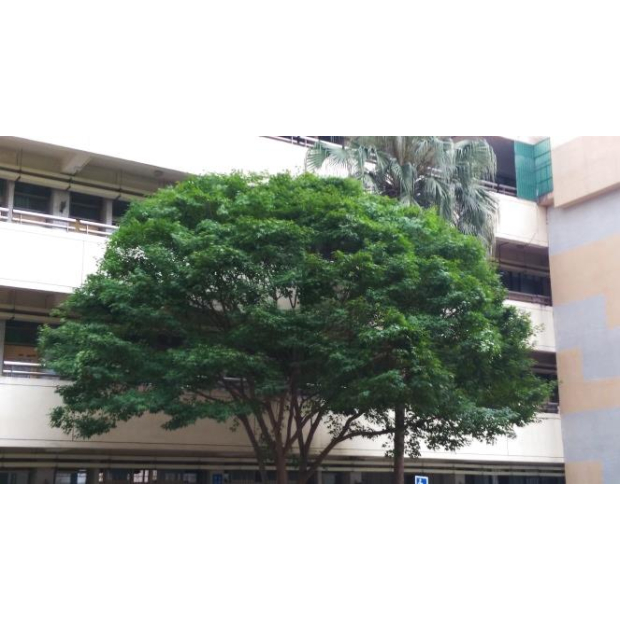 成德國小榕樹修剪