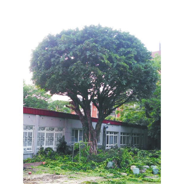 國立空中大學榕樹修剪