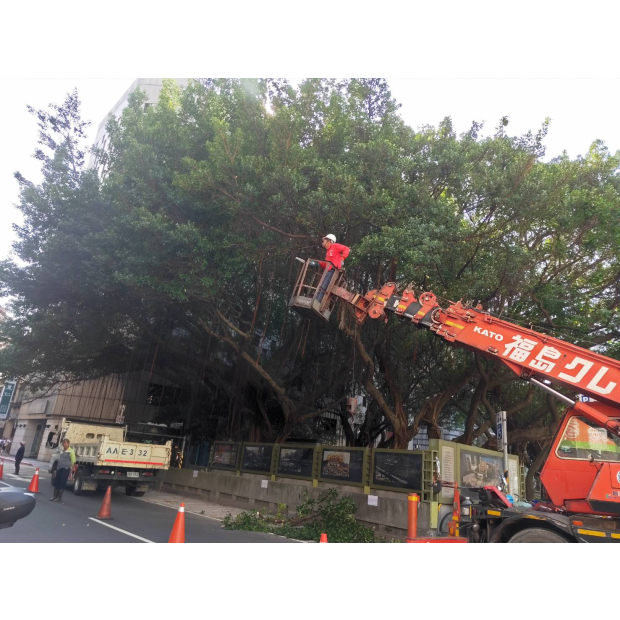 中山堂樹木修剪