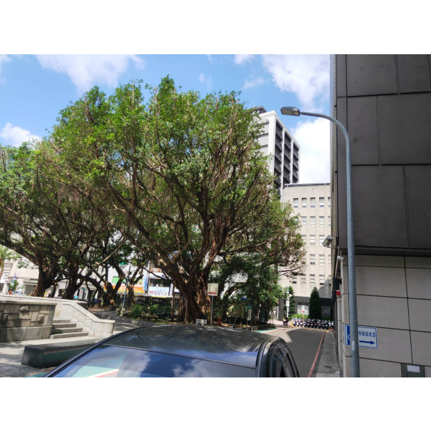 中山堂樹木修剪