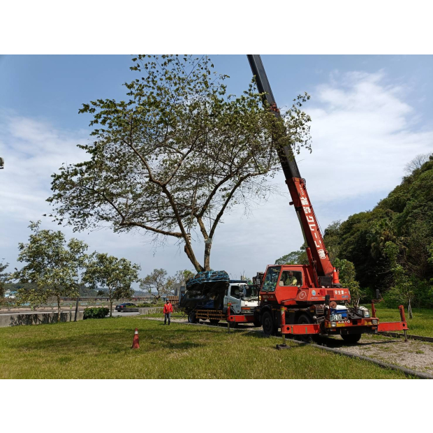 水利署假櫻桃移植
