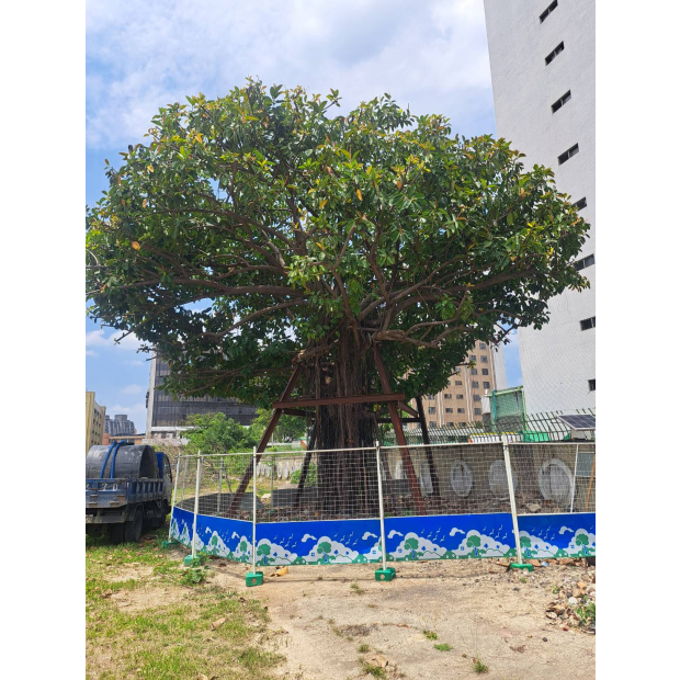 受保護印度橡膠樹移植