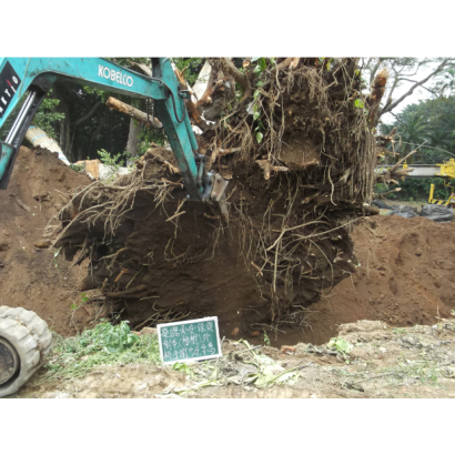 受保護榕樹褐根病褐根病防治、外科及移植