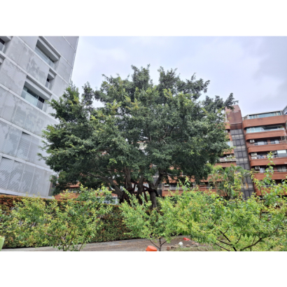 受保護榕樹褐根病褐根病防治、外科及移植