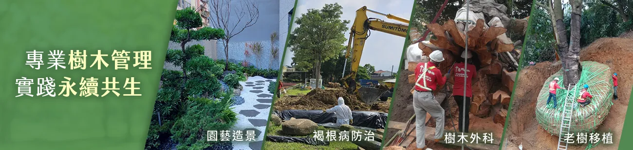 千惠園藝社｜樹木褐根病防治・樹木外科手術・校園樹木專業保育